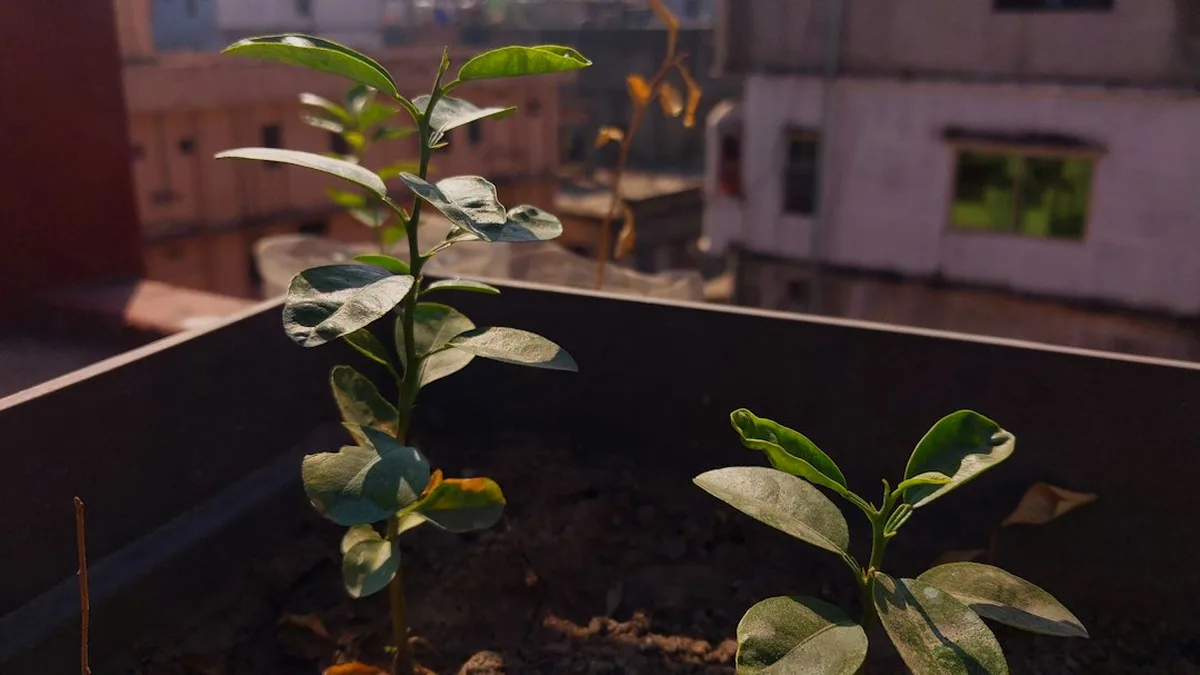 Application plantes gratuite : seek application gratuite
