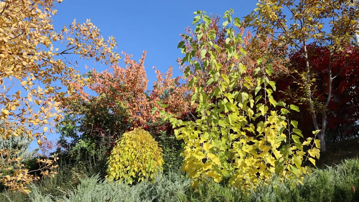 Jardin en automne : que faire avant les premières gelées