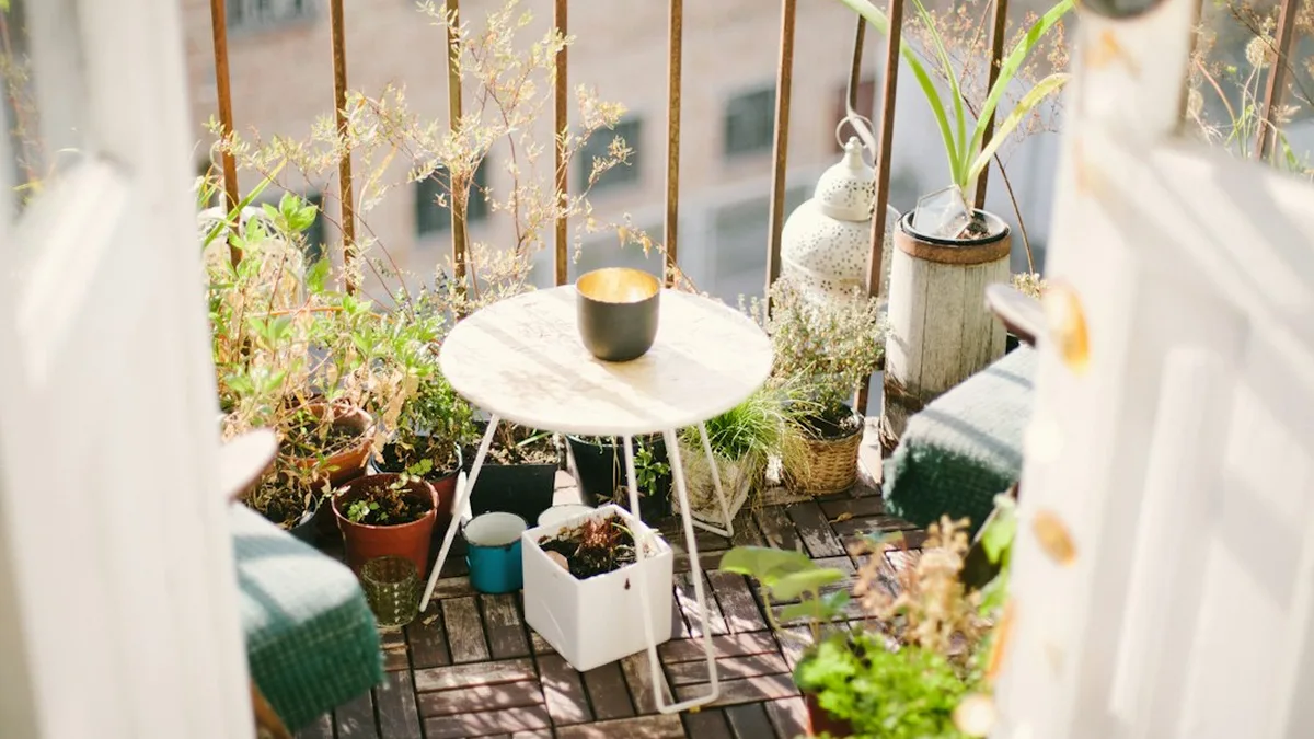 Plantes extérieur balcon : Plante balcon toute lannée