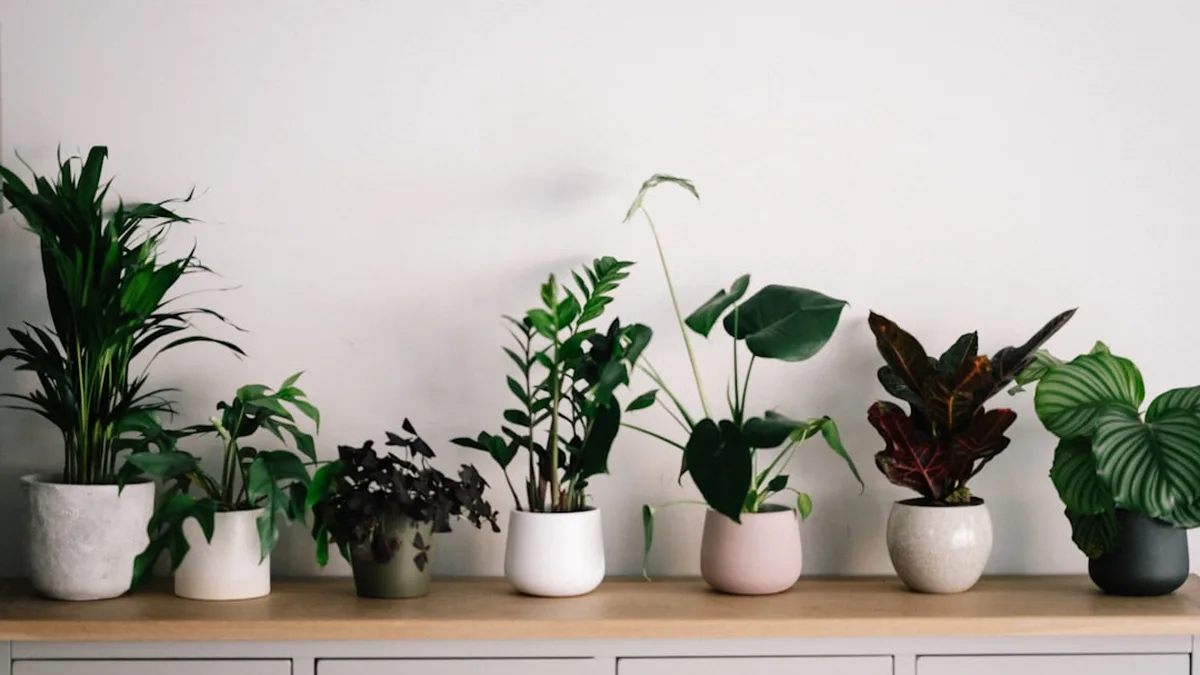Décorer avec des plantes : des compositions pièce par pièce