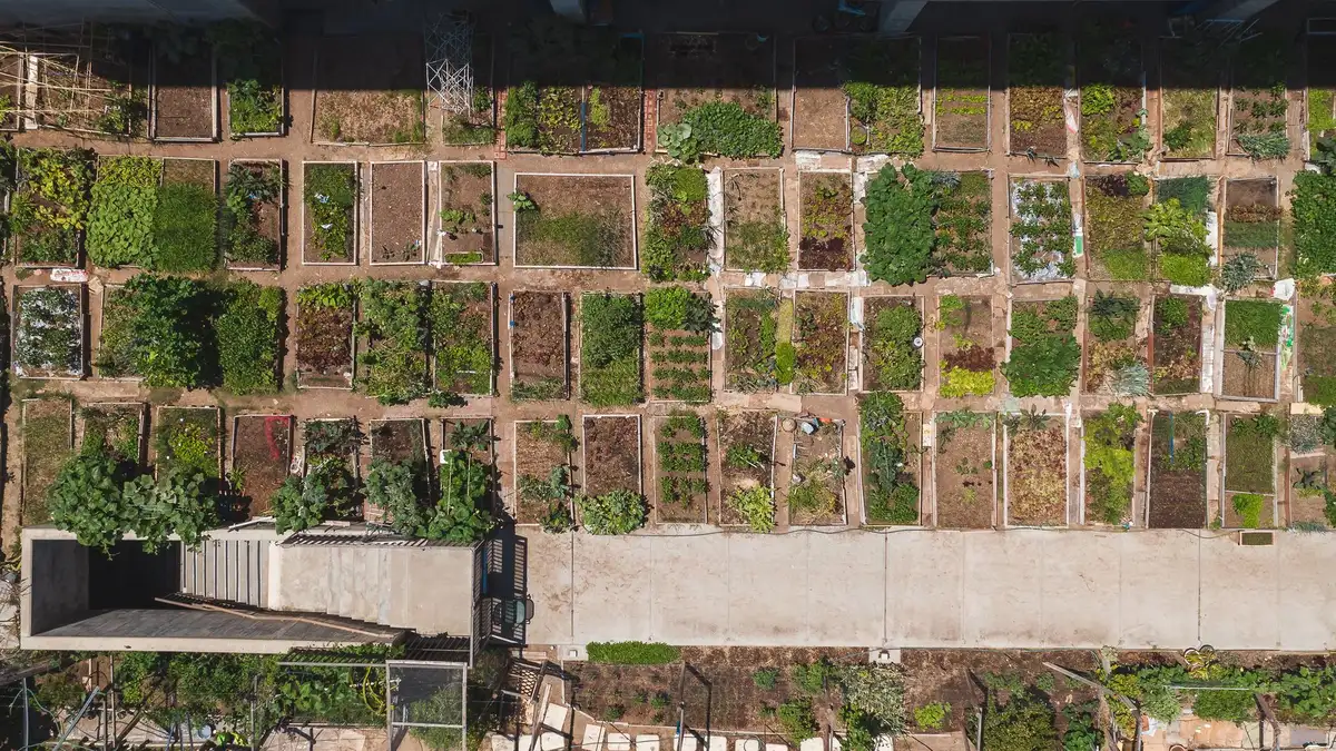 Potager en carré plan