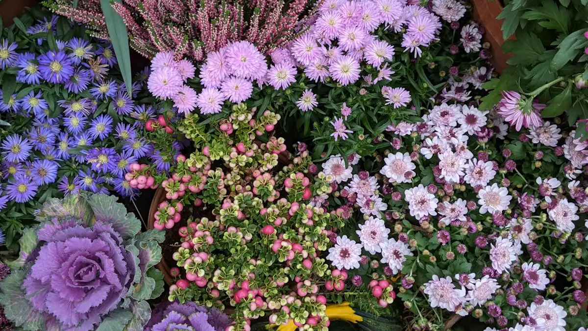 Quel légume planter en octobre
